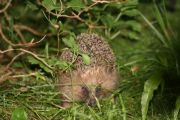 Igel